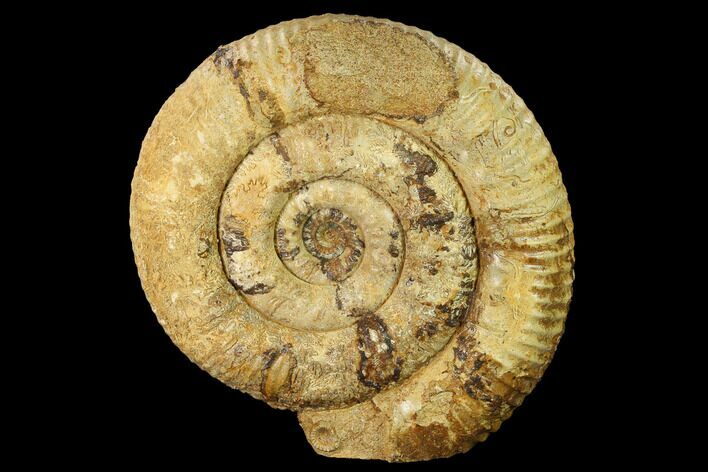 Jurassic Ammonite (Stephanoceras) Fossil - England #171260